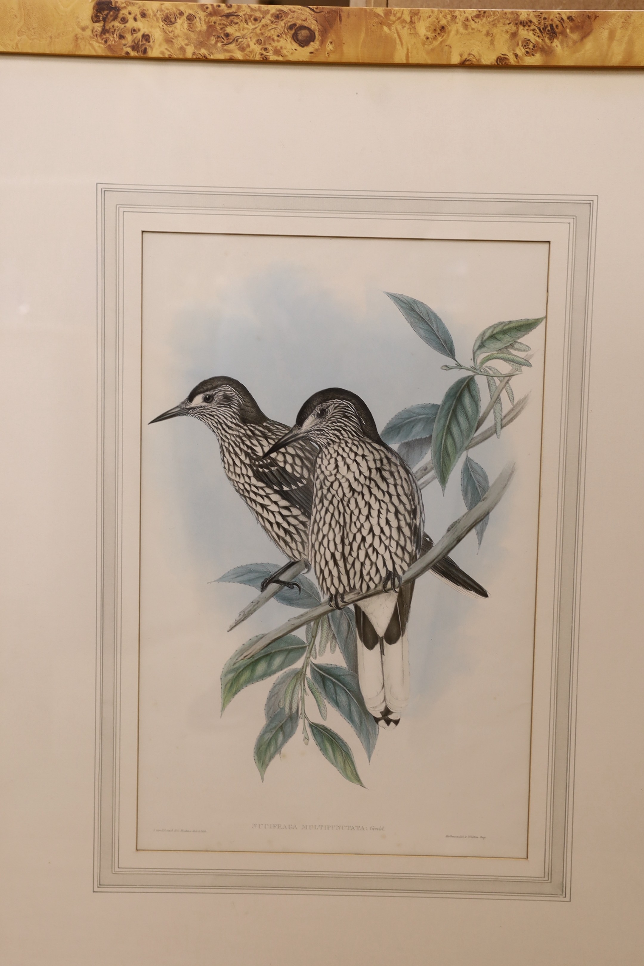 After Gould and Richter, six coloured lithographs, Studies of exotic birds, 53 x 34cm